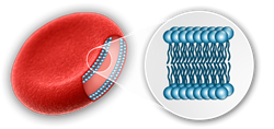 image of red blood cell membrane