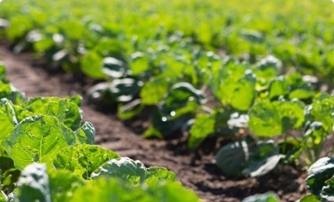 Food Nutritional Supplements