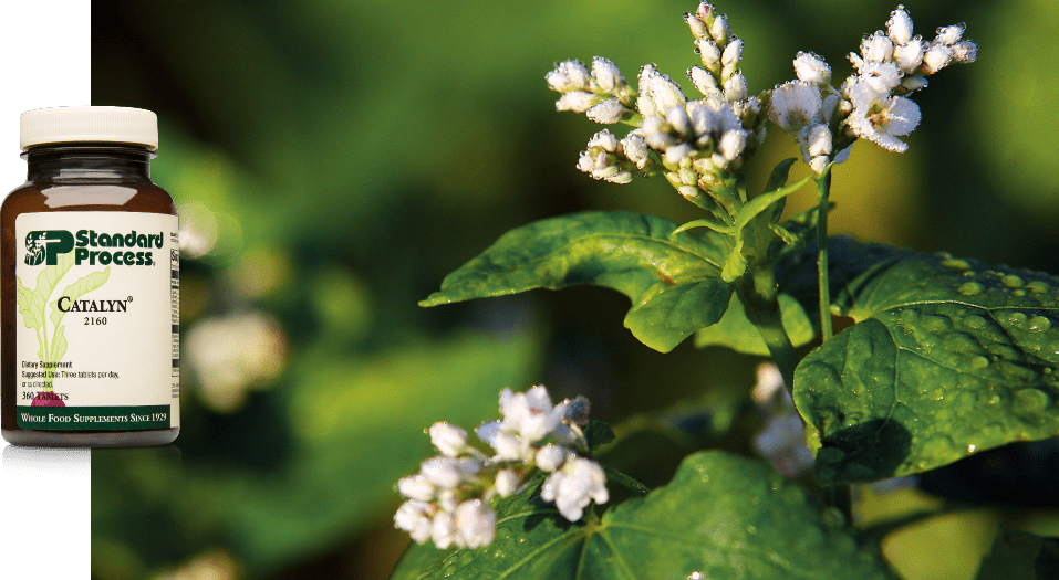 Healthy Soil Healthy Plants Healthy Lives