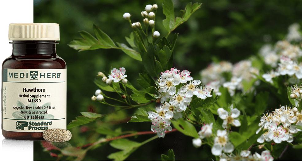 Hawthorn